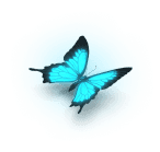 blue butterfly